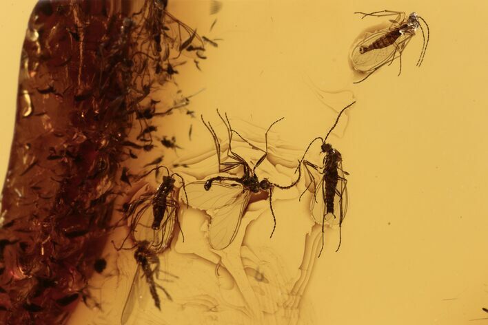 Fossil Fungus Gnat Swarm (Sciaridae) In Baltic Amber #270603